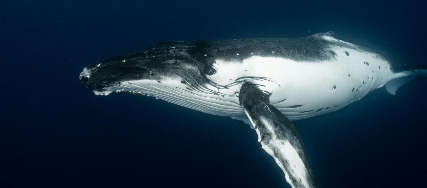Whales & Us Picture